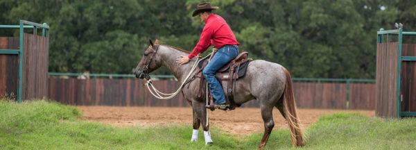 Reverse-Your-Horses-Arena-Phobia