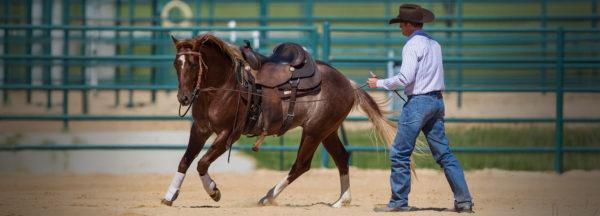 Handling-a-Rearing-Horse