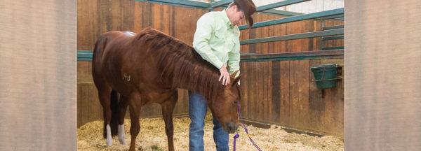 Correcting-Behavioral-Problems-in-Stall