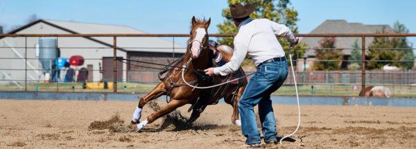How-to-Handle-a-Fresh-Horse